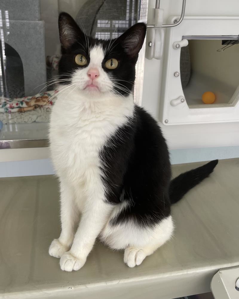 Daisy — Domestic Cat