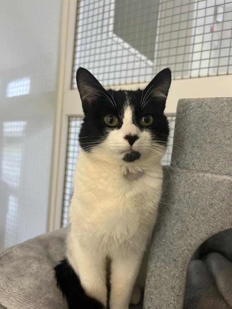 Rex — Domestic Cat