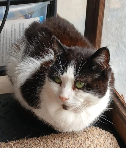 Snickers 64 2026