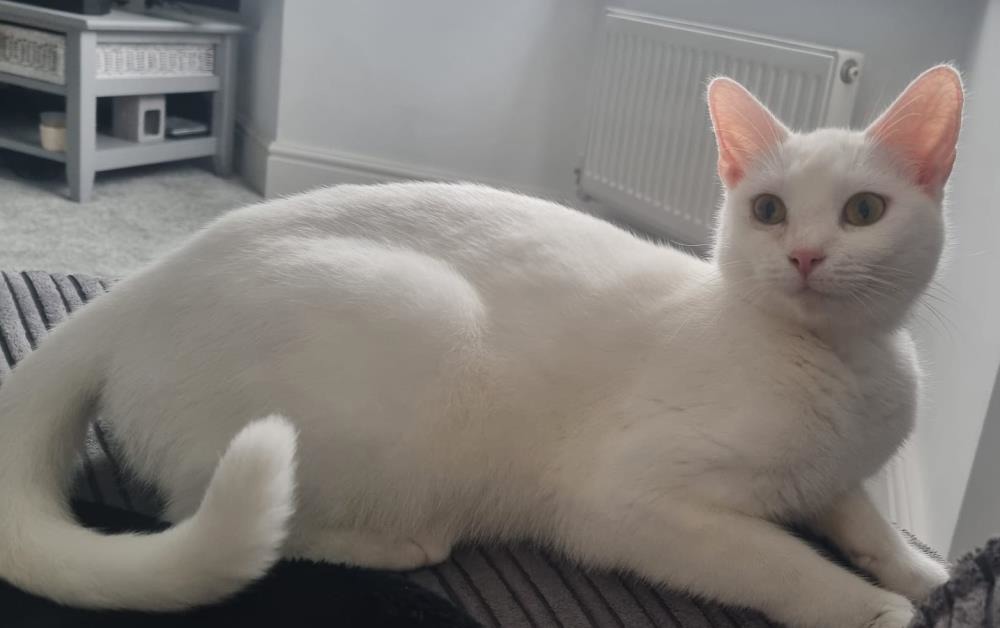 Bella — Domestic Cat