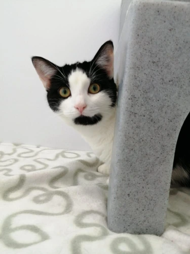 Nala