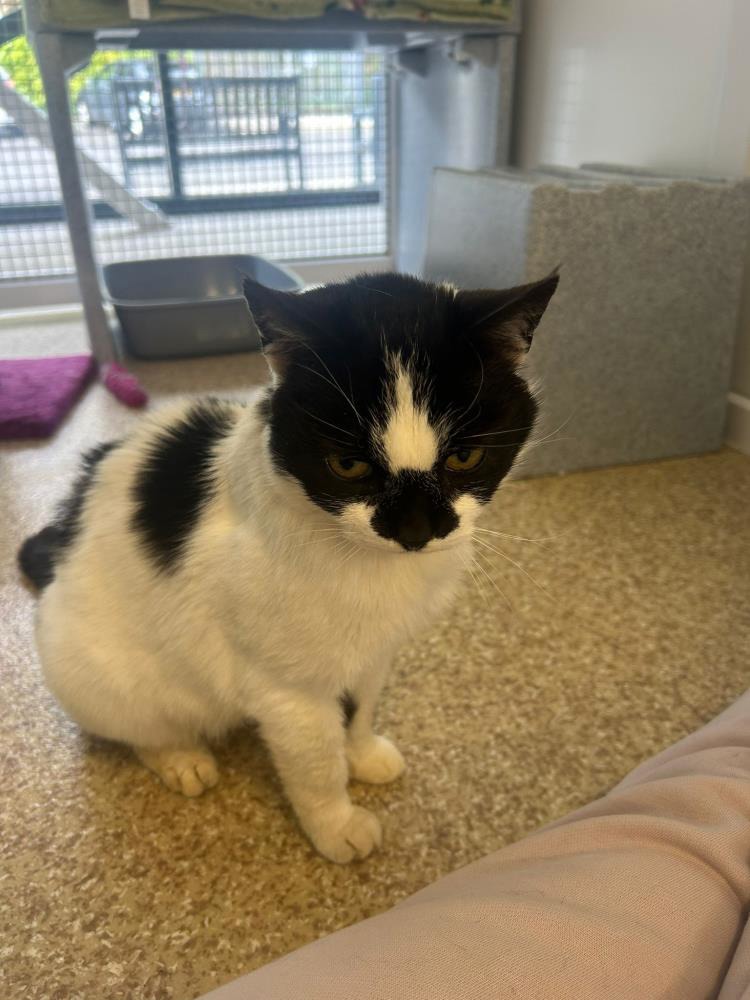 Holly — Domestic Cat