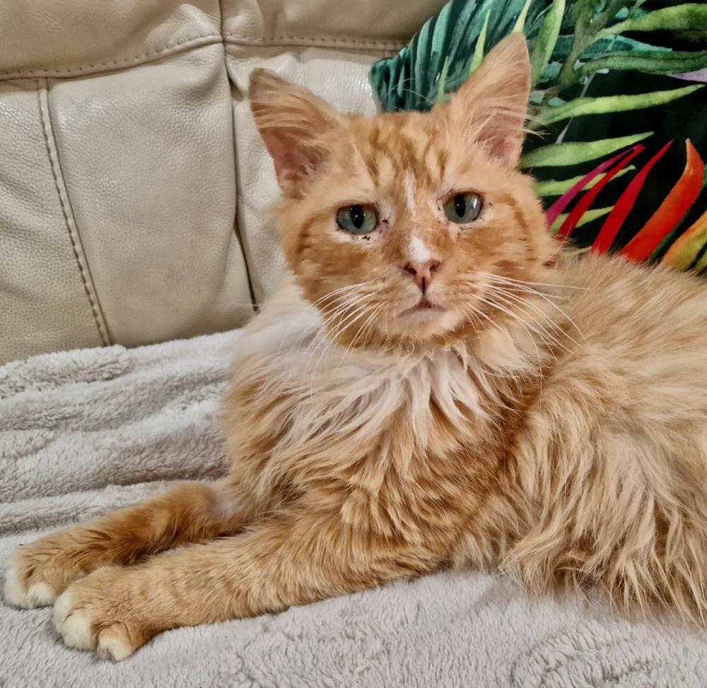 Finn — Domestic Cat