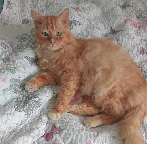 Finn