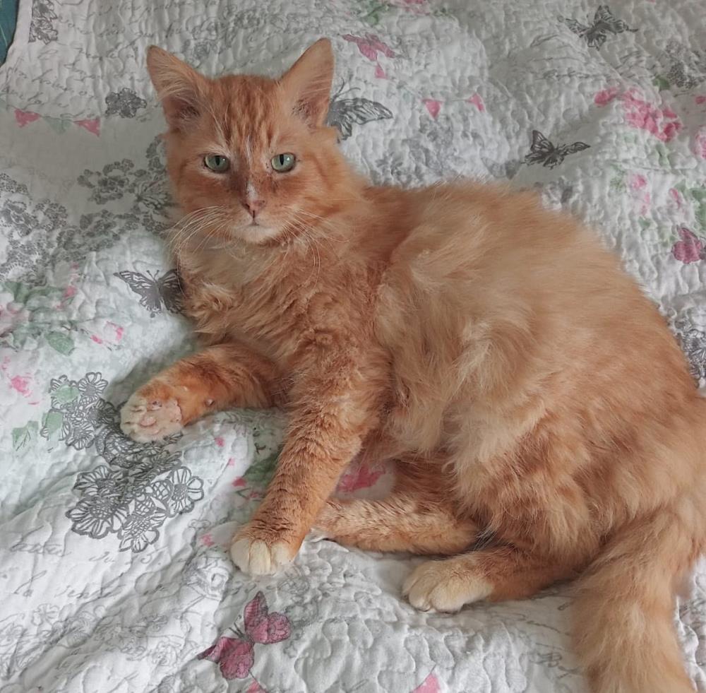Finn