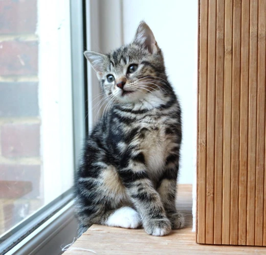 Lou 9 Week Old Female