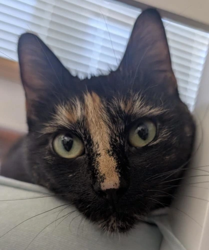 Minnie
