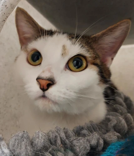 George 1 Year Old Male
