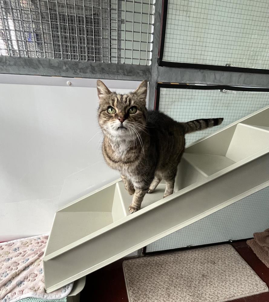 Gwendolyn — Domestic Cat