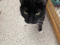 Arlo — Domestic Cat