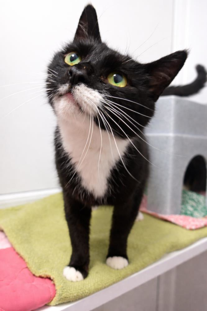 Tommy — Domestic Cat