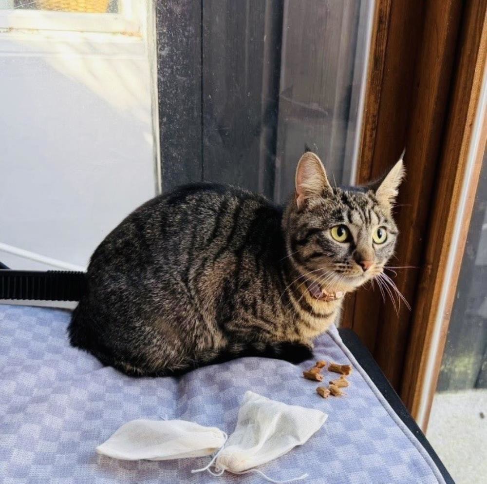 Nala — Domestic Cat