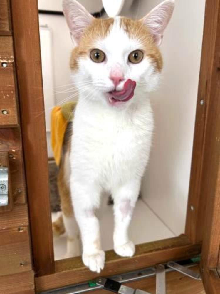 OZZIE — Domestic Cat