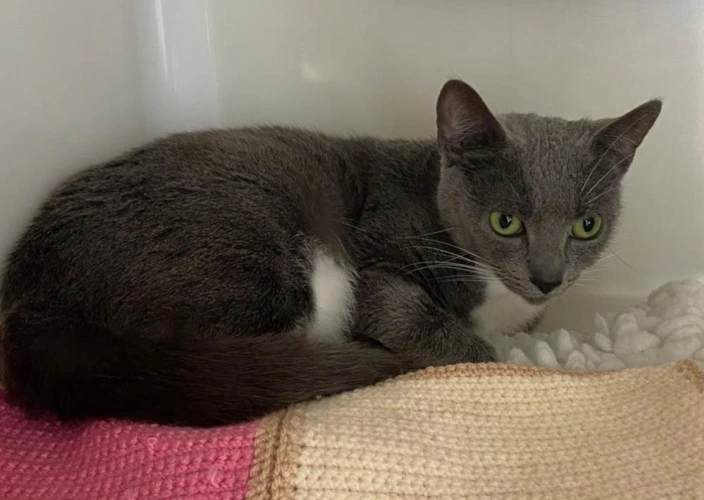 Cats Protection - Herefordshire Cat Centre