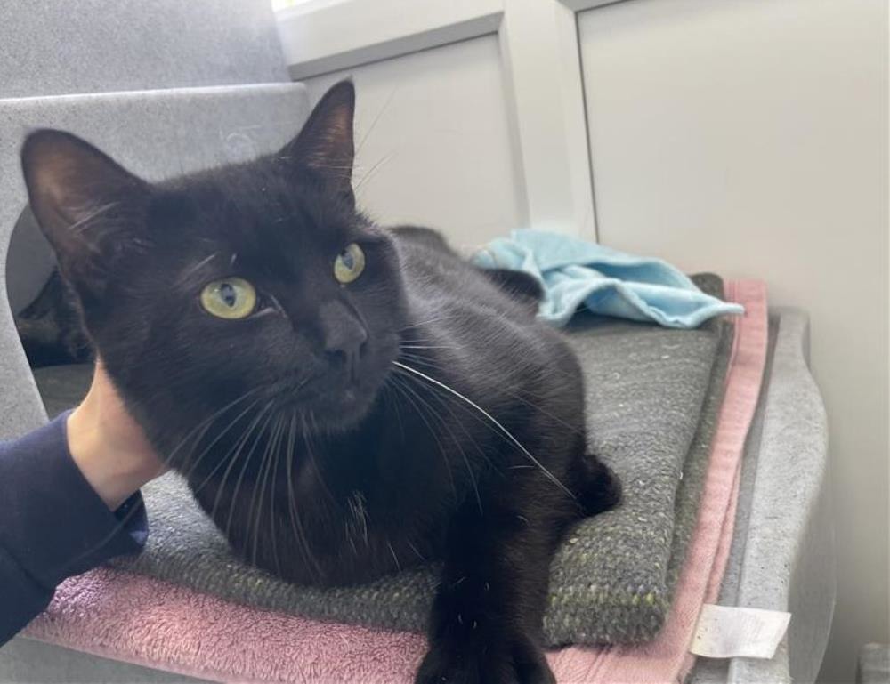 Henry — Domestic Cat