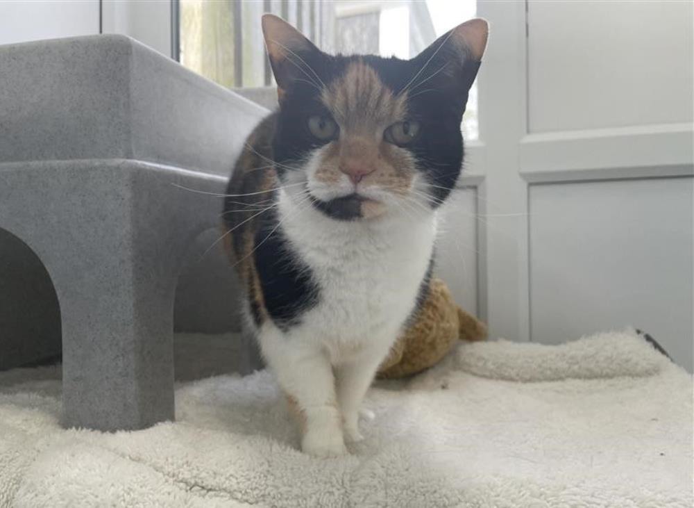 Betsie — Domestic Cat