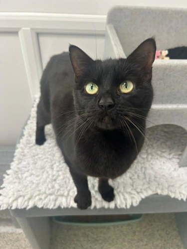 Maggie