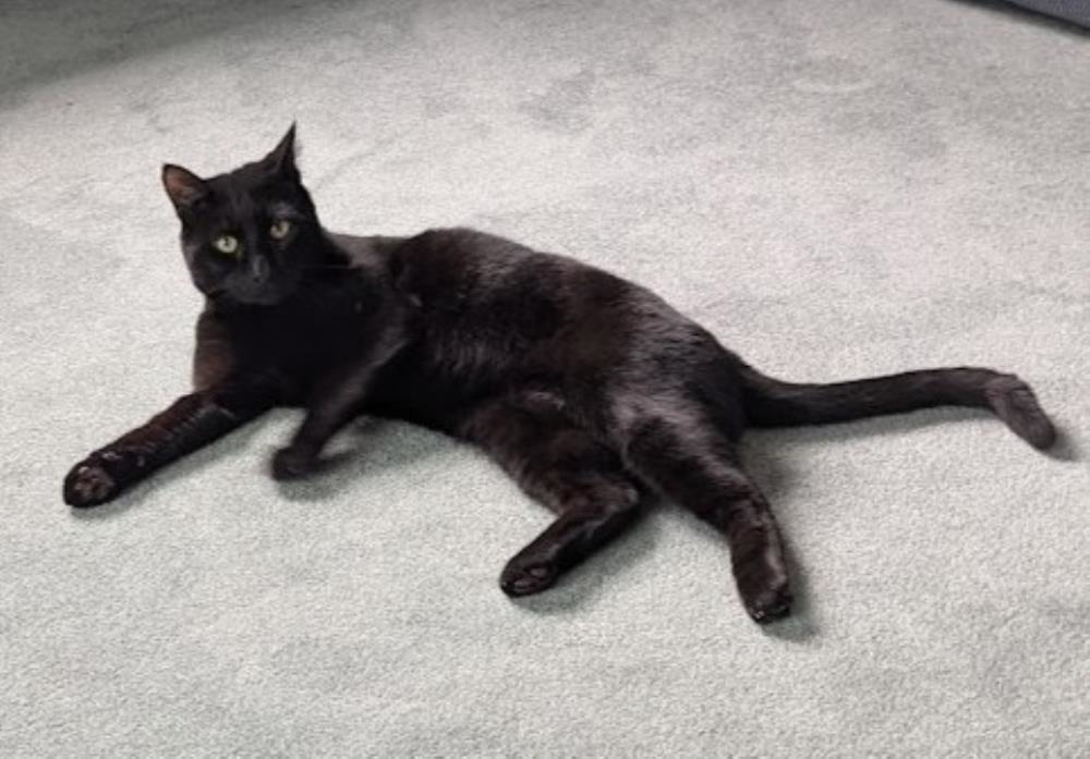 Tuvok — Domestic Cat