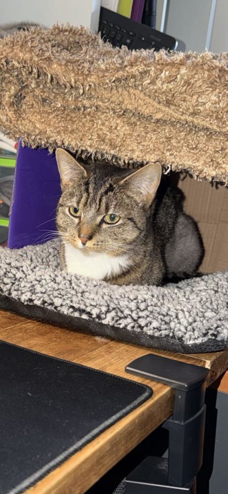 Bindy — Domestic Cat