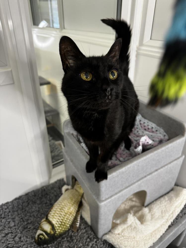 Find a cat near you Adopt a cat Cats Protection