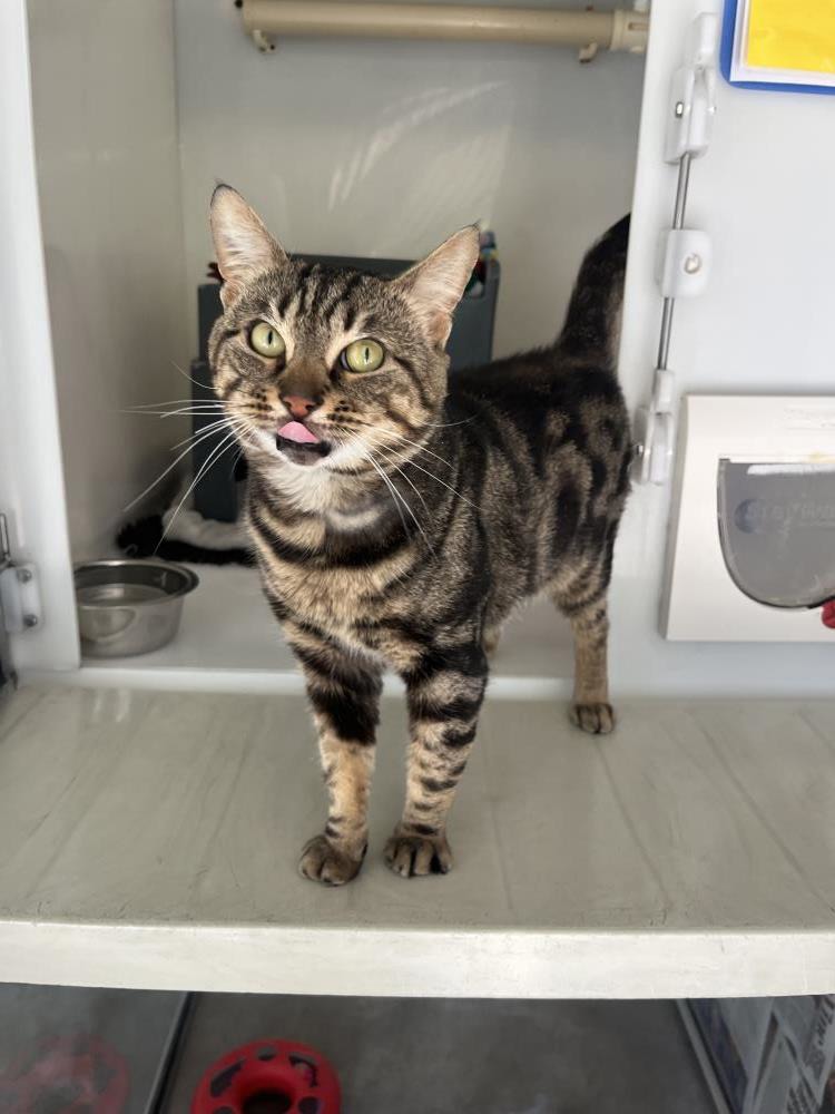 Finley — Domestic Cat