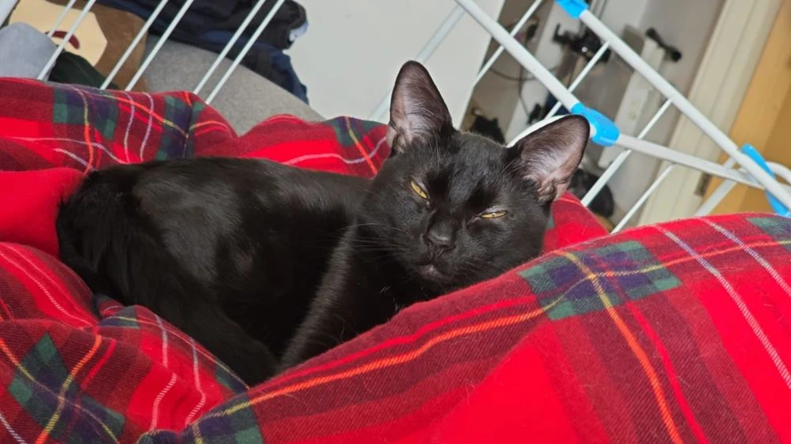 Gus