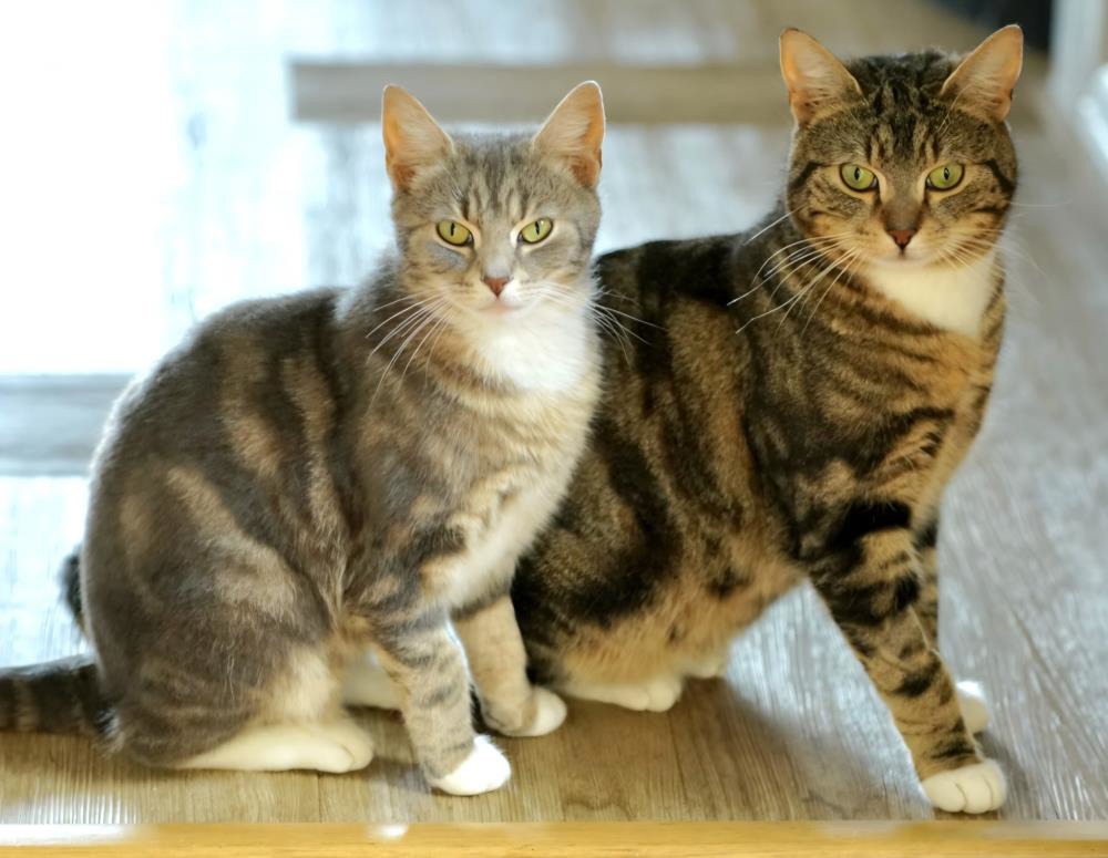 Akio — Domestic Cat