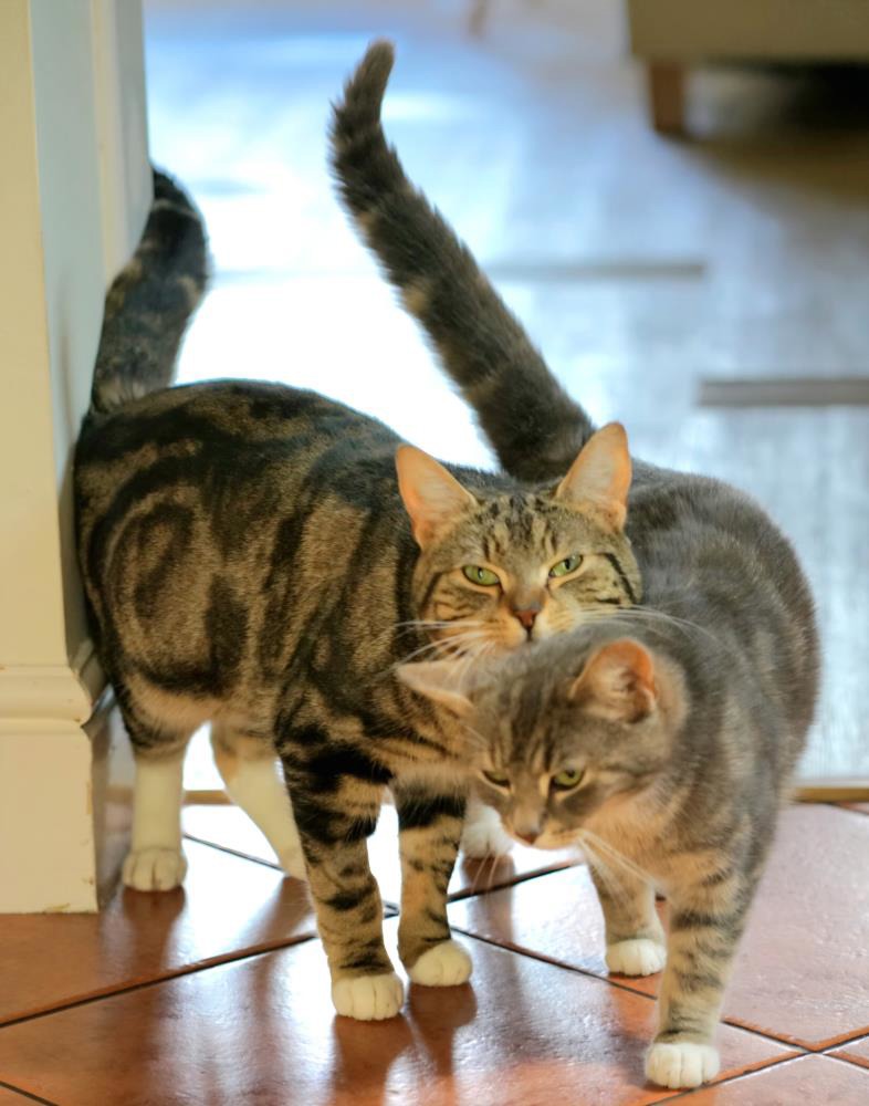 Koji — Domestic Cat