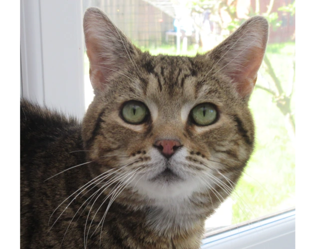 Interested in adopting a cat-  please register here