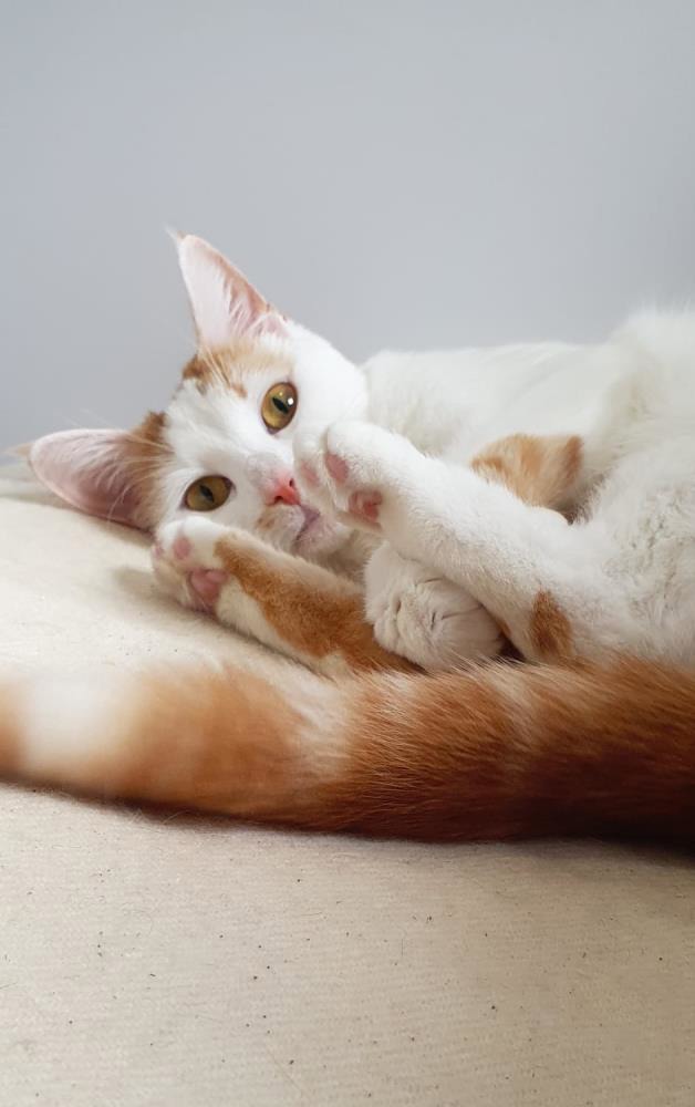 Winnie 2 — Domestic Cat