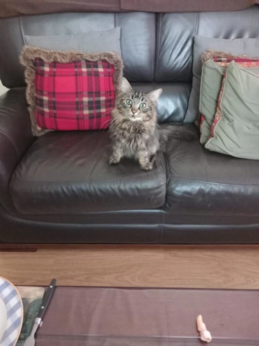 Duchess