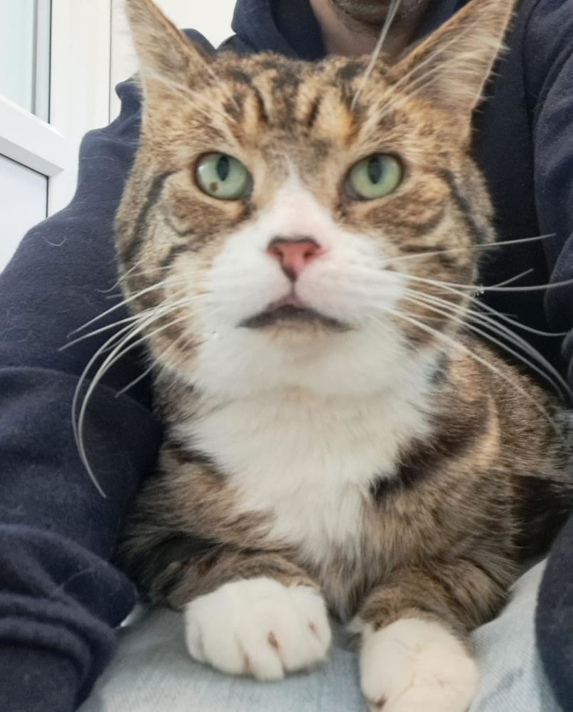 Teddy — Domestic Cat