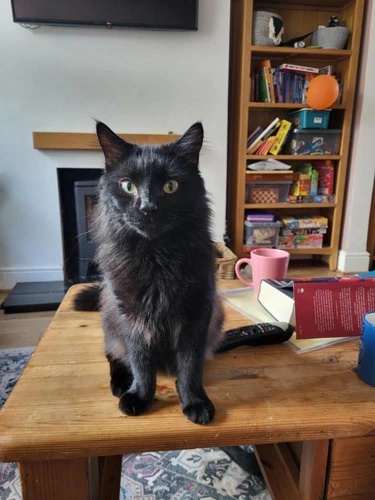 Jiji the Mouser