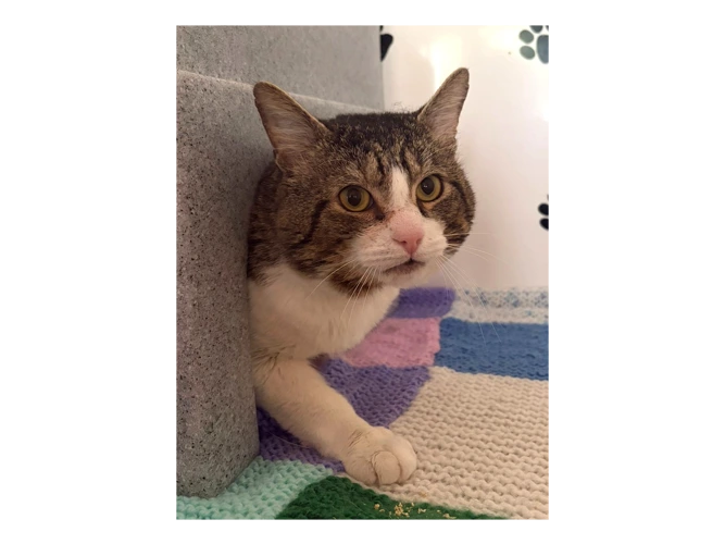 Milo