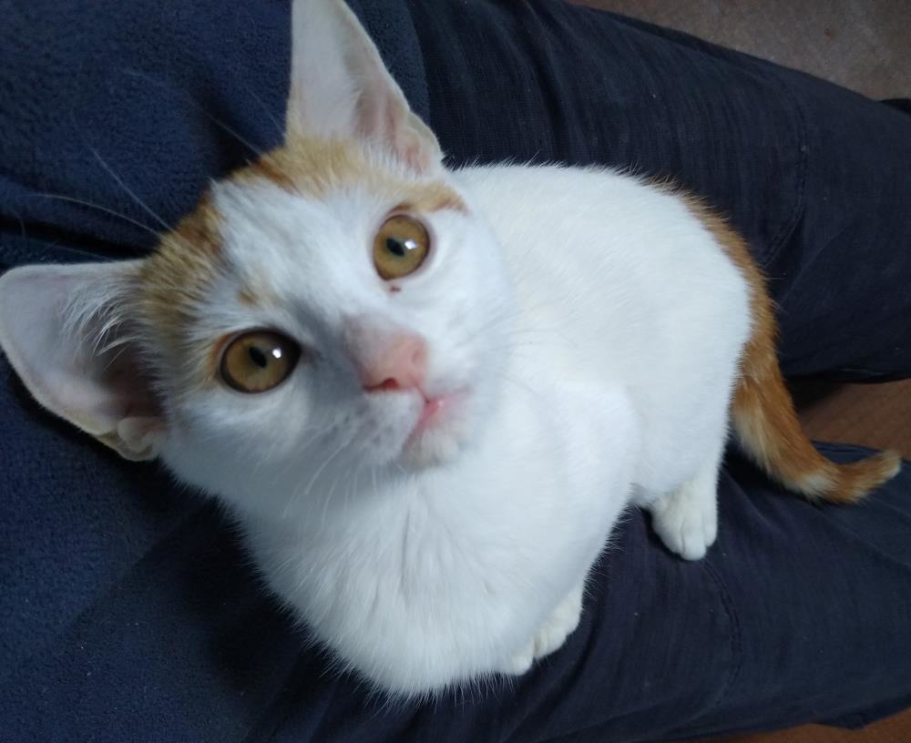 Henry — Domestic Cat