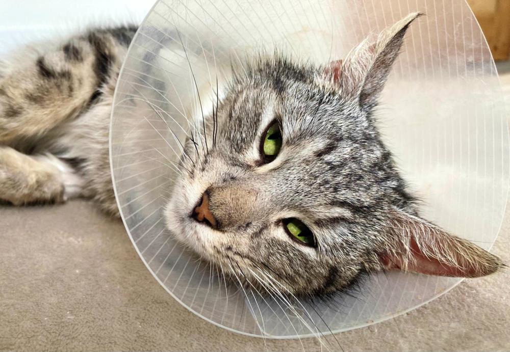 Juno — Domestic Cat