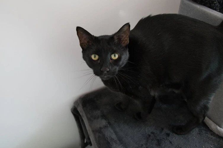 Merlin