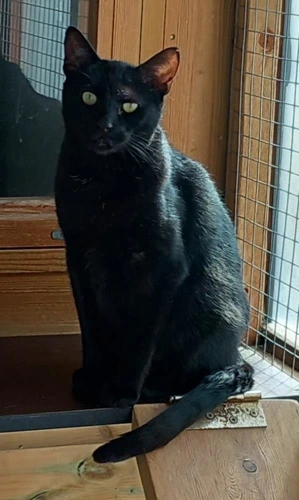 Merlin
