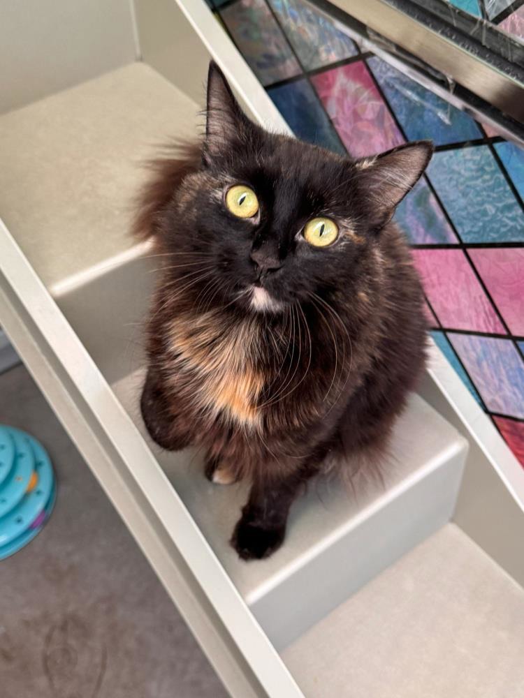 Asha — Domestic Cat