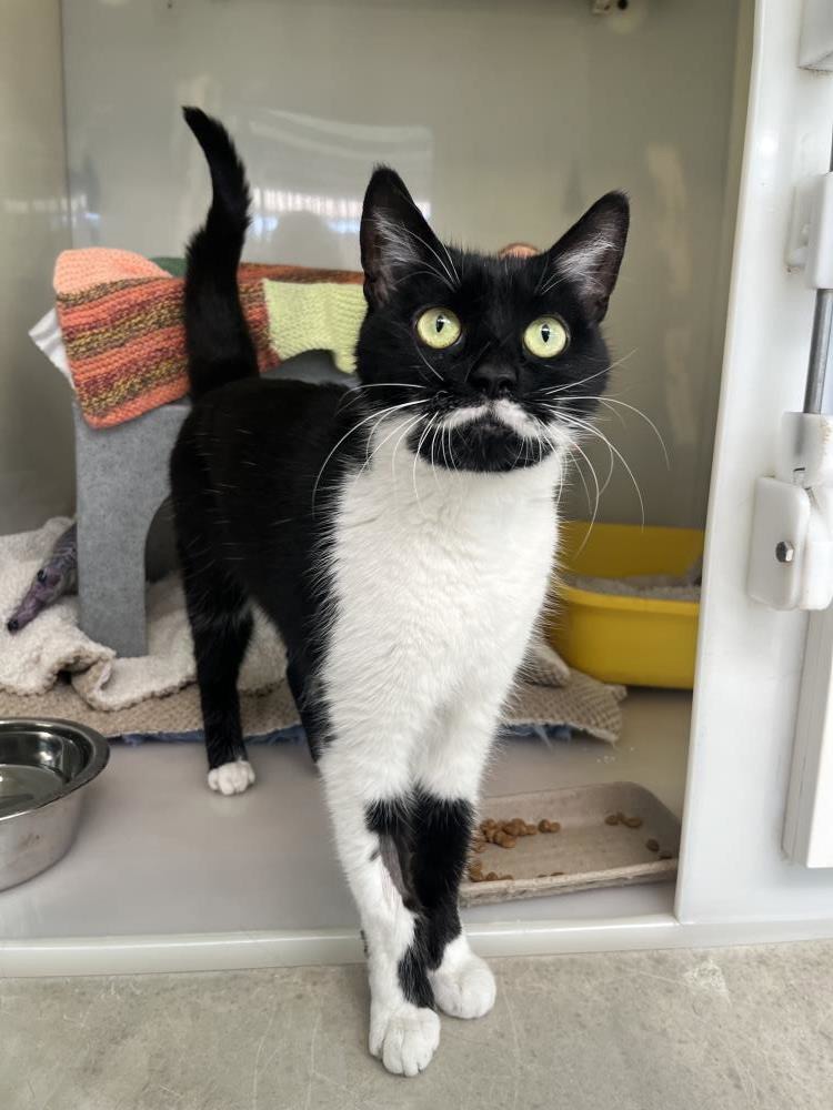 Opal — Domestic Cat