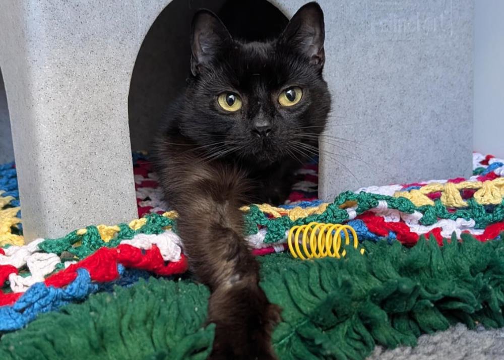 Jai — Domestic Cat