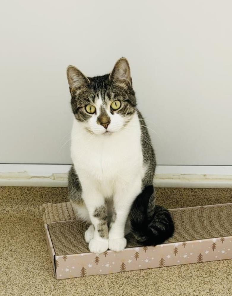 Eliza — Domestic Cat