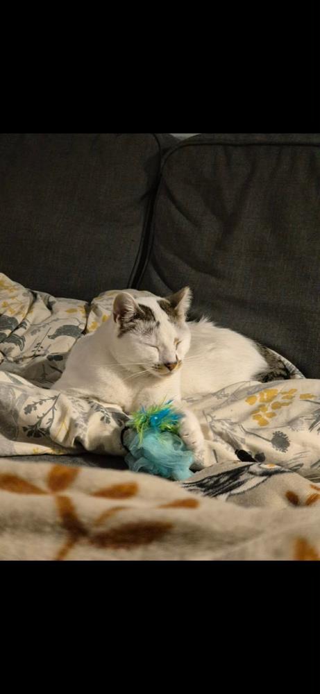 Holly — Domestic Cat