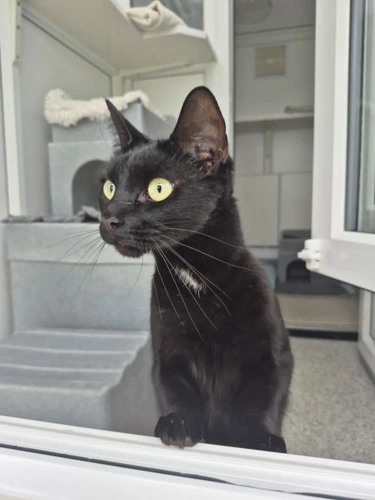Binx