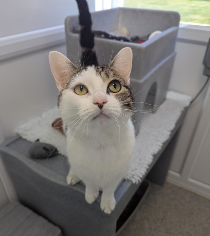 Tinkerbell — Domestic Cat