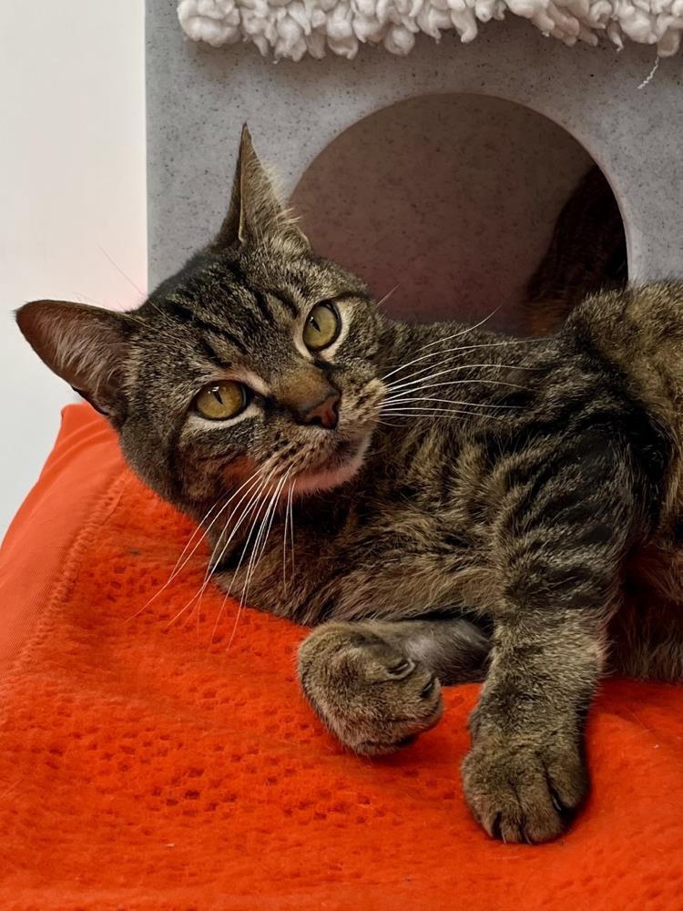 Frankie — Domestic Cat