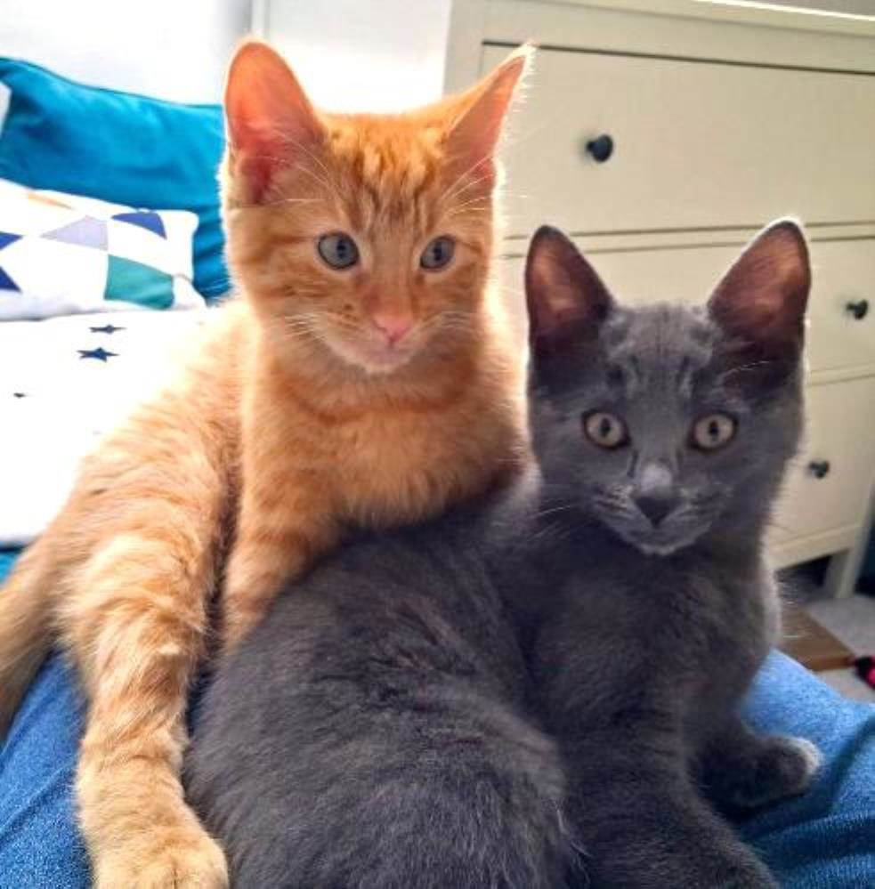 TEDDY — Domestic Cat