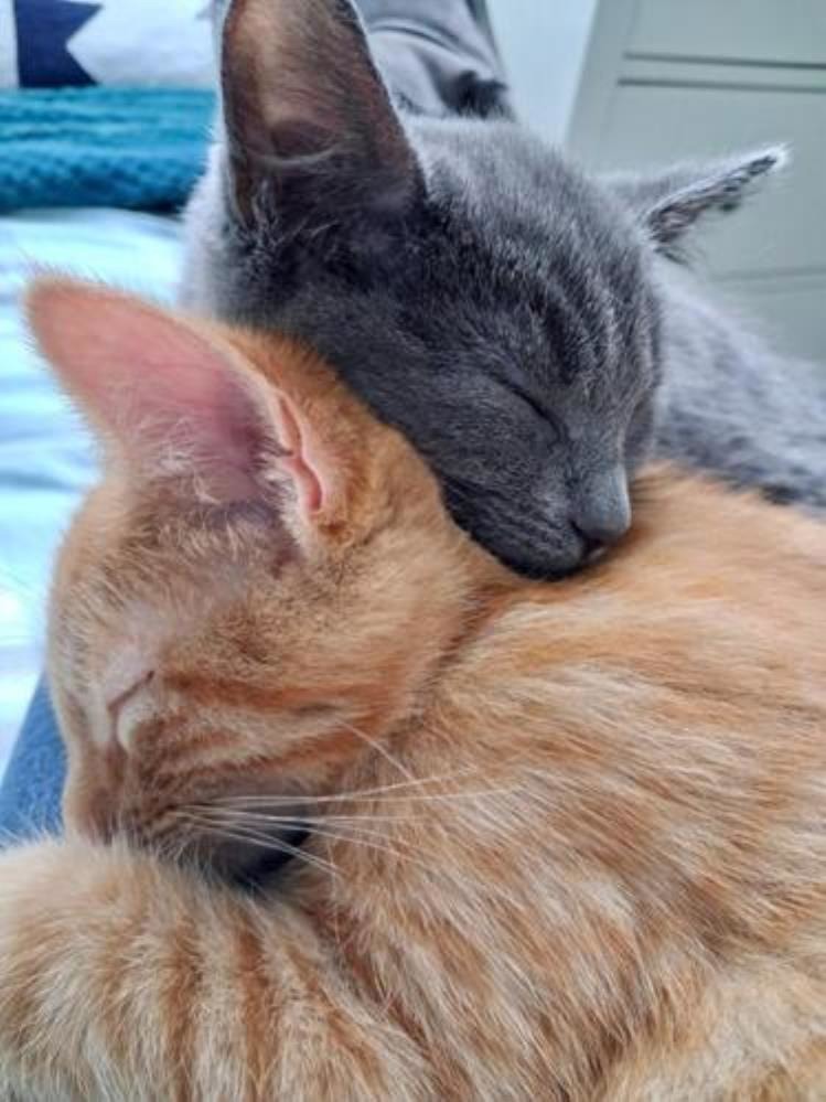 GRACIE — Domestic Cat