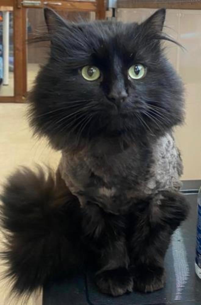 WOODY — Domestic Cat