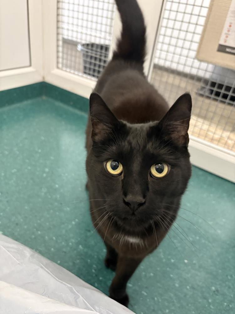 Maverick — Domestic Cat